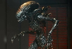 Official NECA Alien: Romulus Xenomorph figure images and pre-order now available!