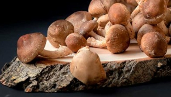 Bioavailability of Medicinal Mushroom Capsules & Supplements