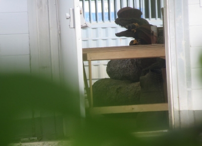 Jurassic World 2 Set Photos Reveal Some Familiar Dinosaurs