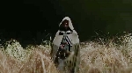 Alien: Covenant Trailer Analysis - David's Engineer Cloak