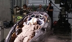 Alternate ending for The Predator (2018) featured a time-traveling Ripley (from Alien)