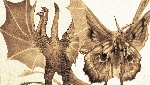 Awesome Godzilla 2 Monsterverse Ghidorah, Mothra, Rodan and Varan fan art!