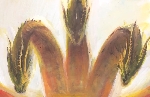 Godzilla 2 King of the Monsters fan art spotlight: G.N.A