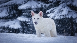 Meet the Scientists Behind the Dire Wolf Revival