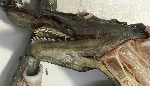 Mystery Alien: Covenant creature from David's lab!