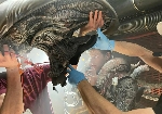 Rare Alien: Romulus Xenomorph suit VFX set photos shared by Trevor Newlin!