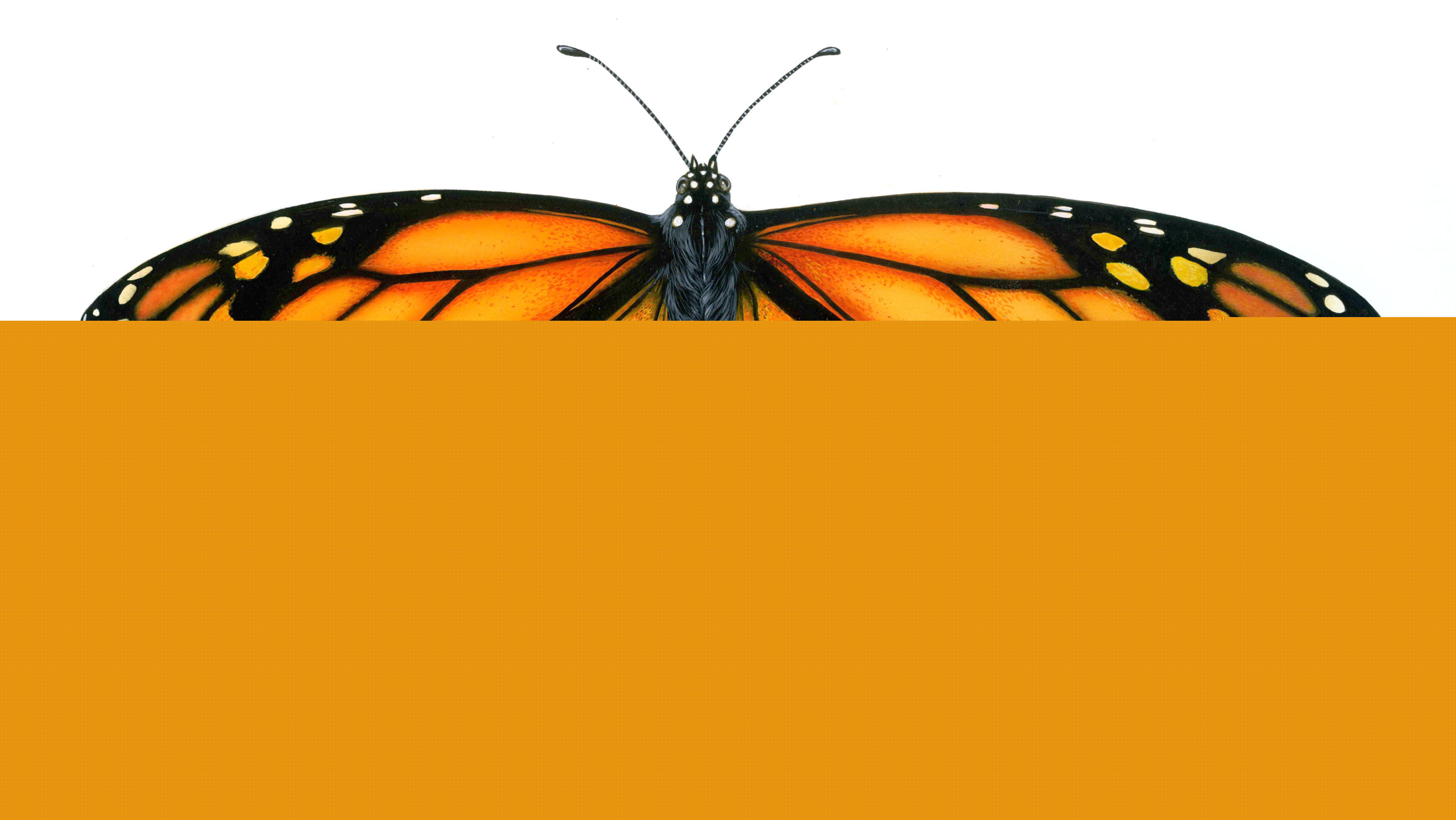 User Banner