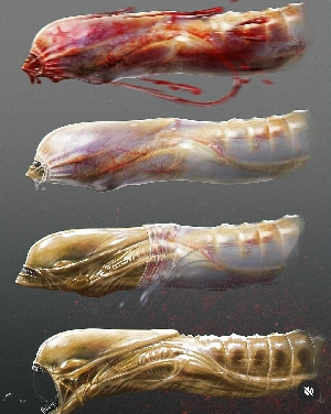 Alien: Romulus Chestburster design