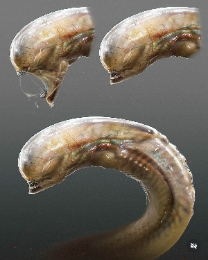 Alien: Romulus Chestburster design