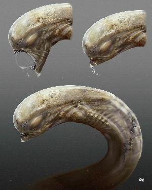 Alien: Romulus Chestburster design