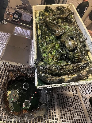 Dead Xenomorph prop Image
