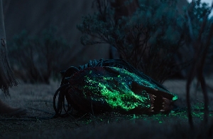 Feral Predator death