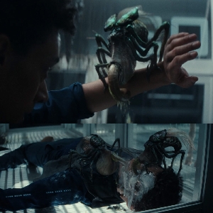 The Fly specimen in Episode 6