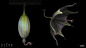 New image: The Orchid