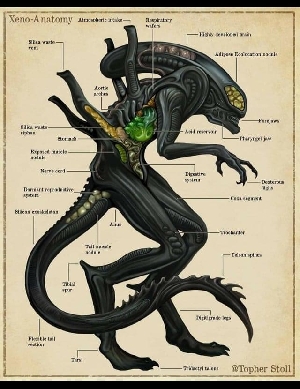 Xenomorph Anatomy