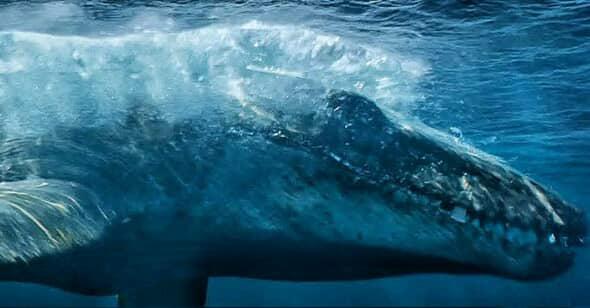Jurassic World Rebirth Mosasaurus