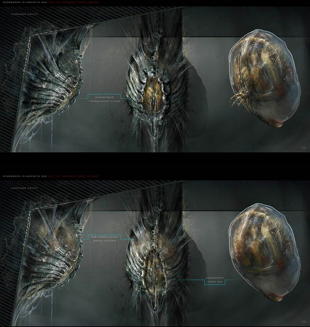 Xenomorph Cocoon concepts by Dane Hallett