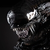 Scorched Xenomorph  Profile