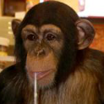 Ape Revolution Begins as Chimps Watch Dawn of the Planet of the Apes!