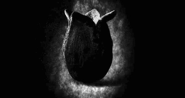 Black Alien Egg in Giger's Ghost Train Video