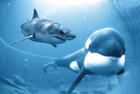 The Great White Shark Vs. Orca (A.K.A The Killer Whale)