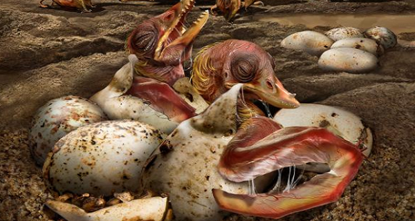 Hundreds of preserved Pterosaur eggs found!