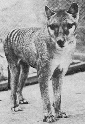 The Tasmanian Tiger may yet be alive!