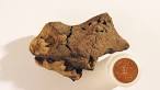 Food for Thought: Fossilized Dinosaur Brain Tissue Discovered!