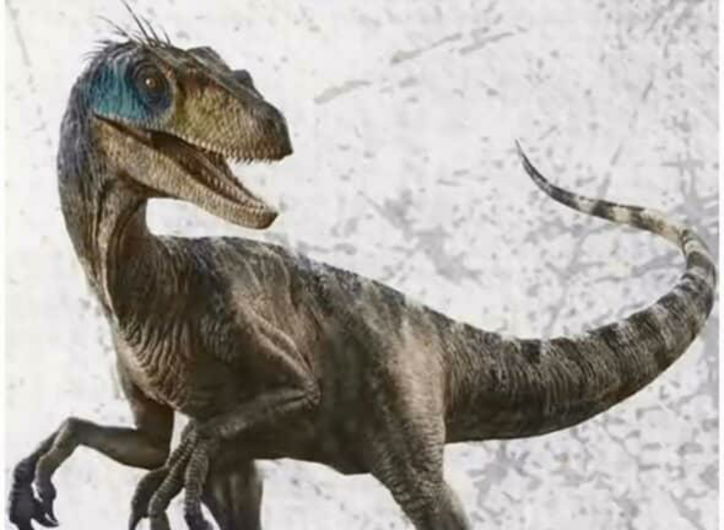 Anybody else disappointed by the lack of Velociraptors in Jurassic World Rebirth?