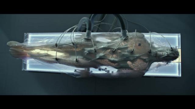 Are Walter or David physically involved in creation of the Xenomorph?