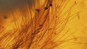 Scientists discover 99 million-year-old bird encased in amber!