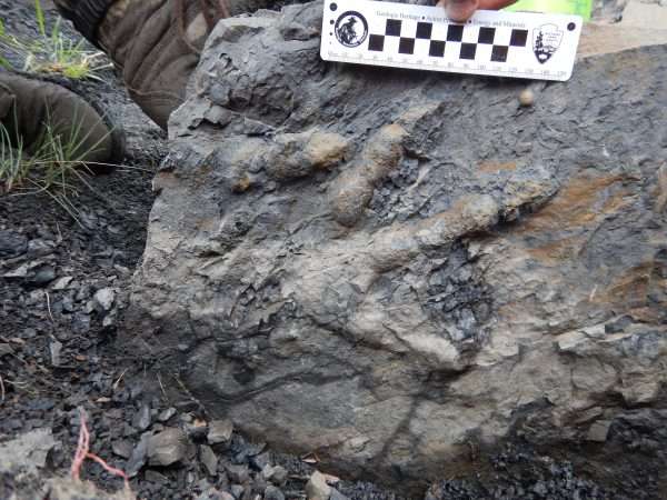 Dinosaur Discovered in Alaska!