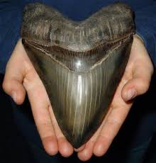 Megalodon Tooth Unearthed by Hurricane!