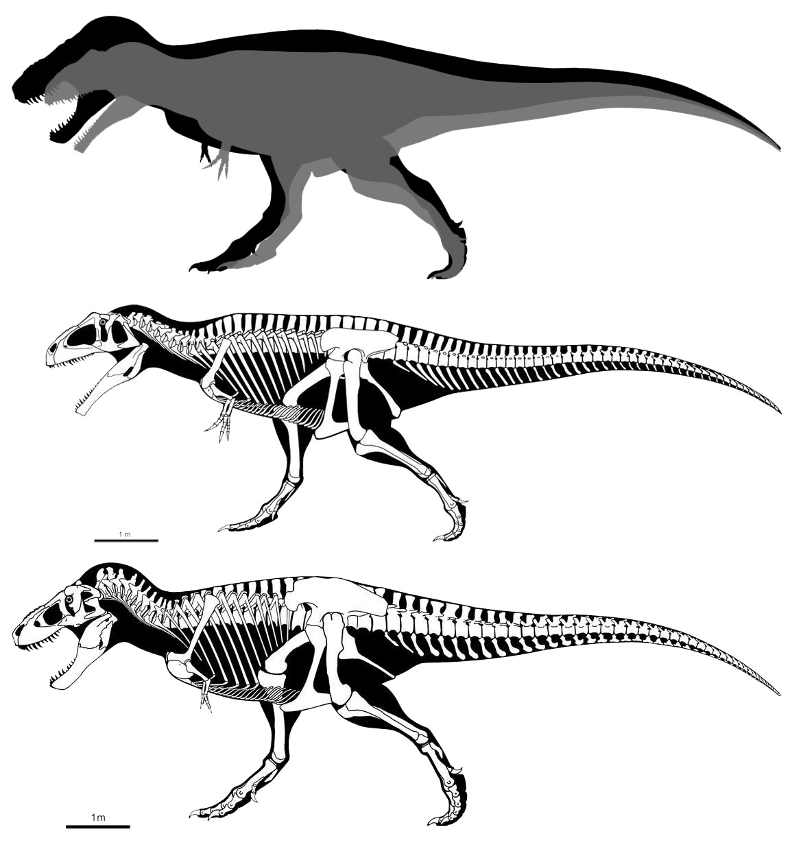 Тираннозавр и гигантозавр