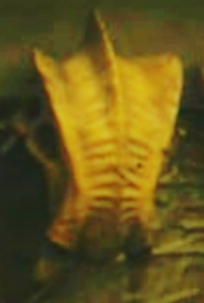 Tusked alien skull on Badlands trophy wall