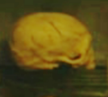 Humanoid (Possibly Engineer) Skull