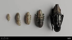 Image for A detailed look at The Fly specimen Weyland-Yutani collected in Alien: Earth season 1