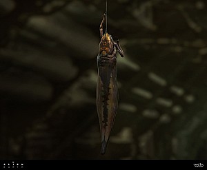 Image for Official concept art gives us a closer look at the Alien: Earth Tick specimens!